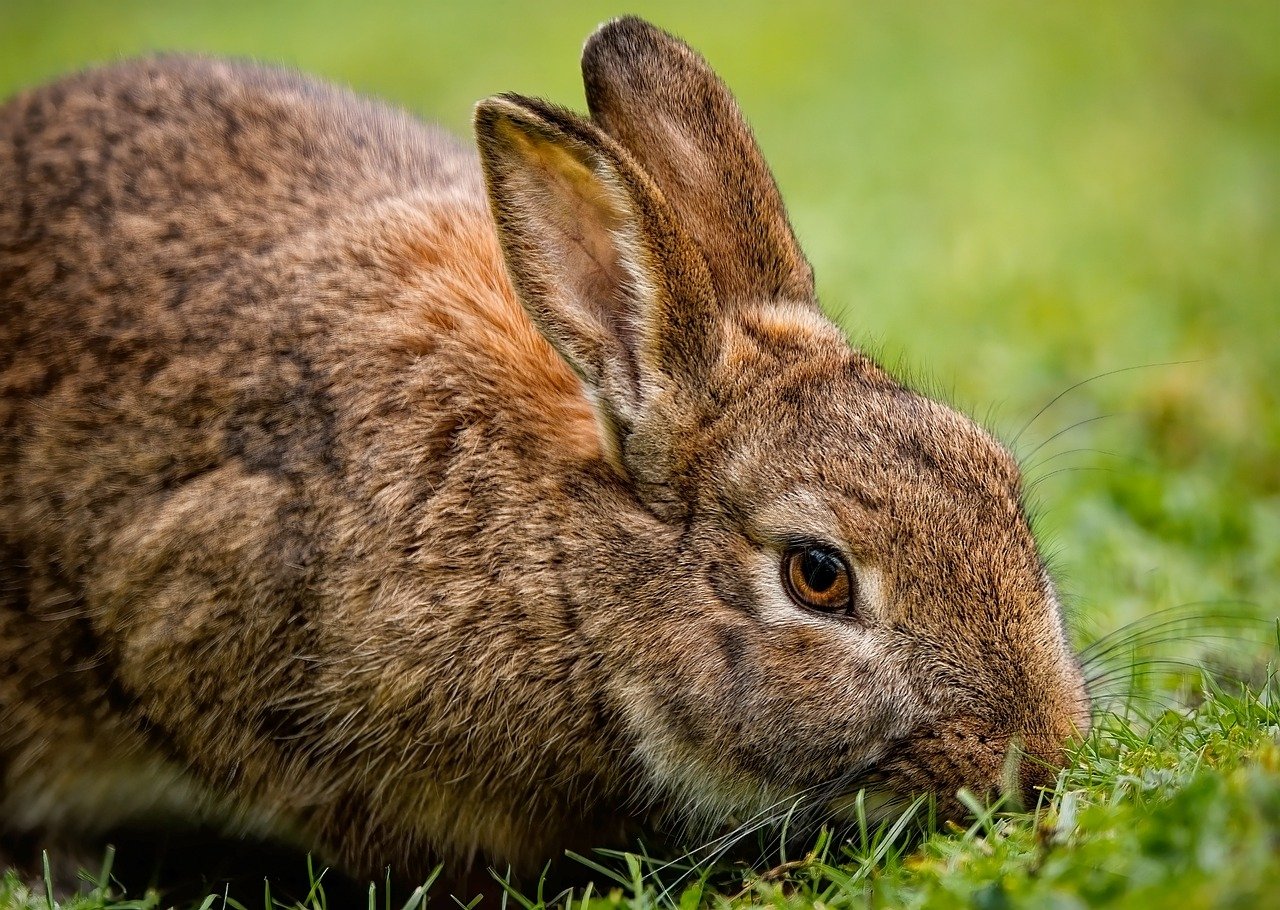 The Importance of Regular Weight Checks for Pets